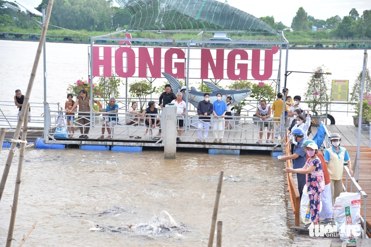 Độc đáo đàn cá tự nhiên hàng ngàn con trên sông Tiền