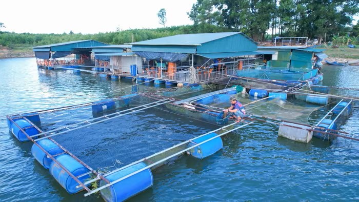 Nâng giá trị thủy sản từ mô hình 'lồng nuôi đến bàn ăn'