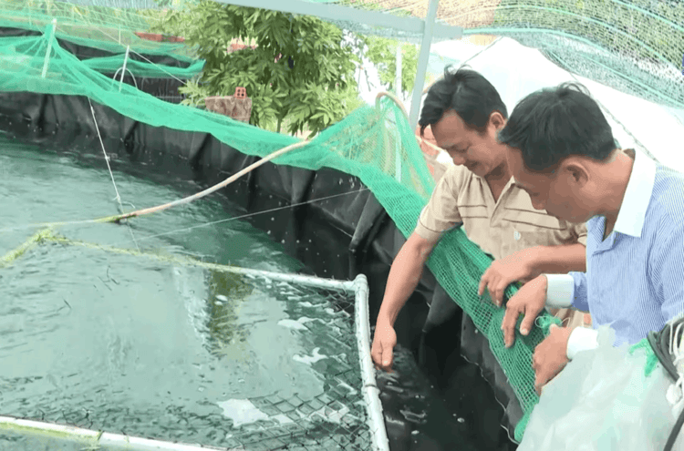Mạnh dạn chuyển hướng, thành công với mô hình nuôi cá chình