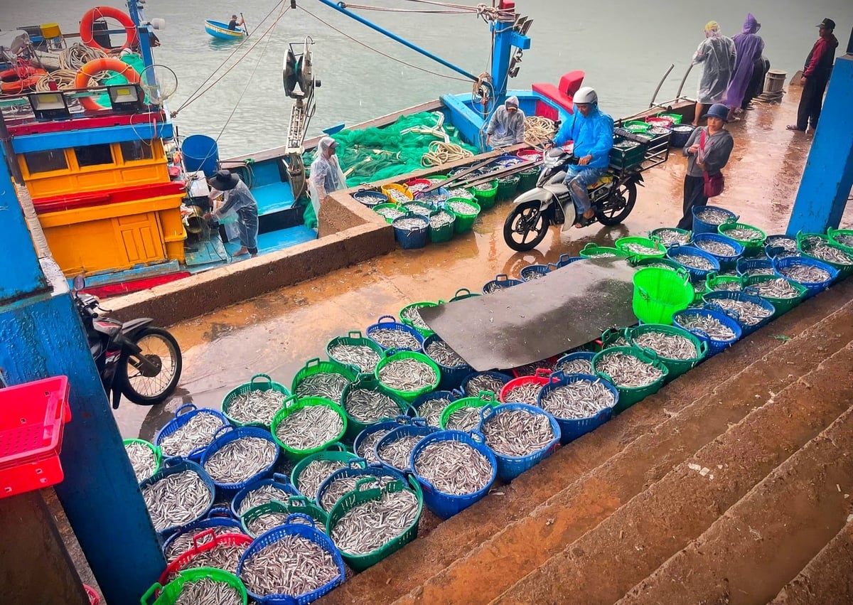 Những ngày cuối mùa, ngư dân Gia Lai trúng đậm cá cơm