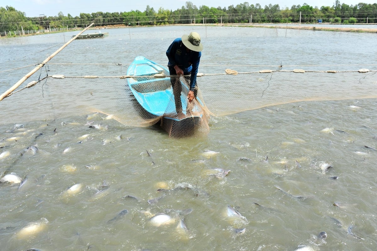 Hợp tác quốc tế tìm giải pháp giảm kháng sinh trong nuôi cá tra