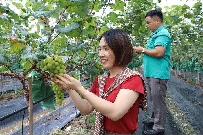 Tái cấu trúc phát triển nông nghiệp xoay quanh 5 trụ cột thực tiễn