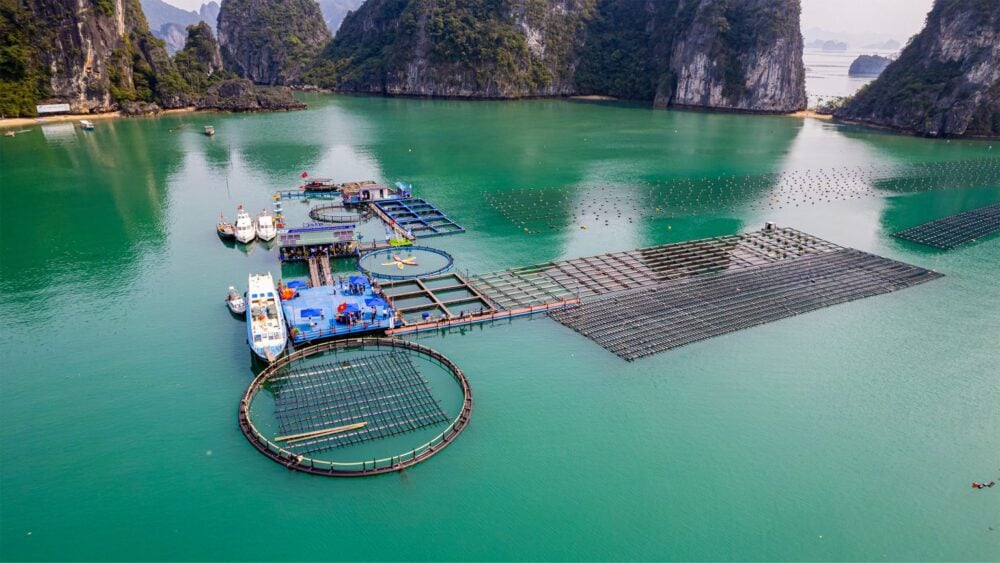 Quảng Ninh: Khẳng định vị thế trung tâm thủy sản lớn của vùng Đồng bằng sông Hồng