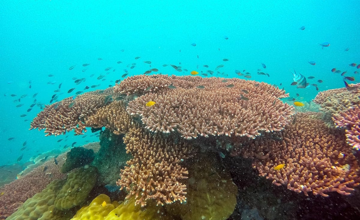 Giữ màu san hô Côn Đảo: [Bài cuối] Hồi sinh những ‘cánh rừng’ dưới biển