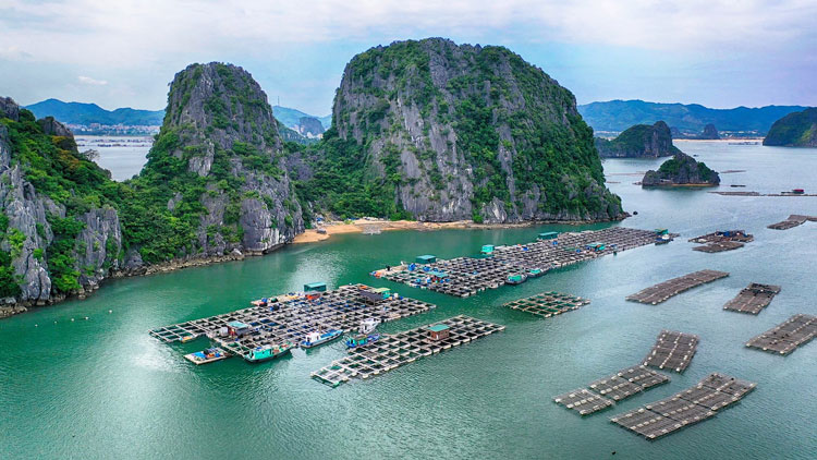 Phát huy tiềm năng nuôi cá biển lồng bè