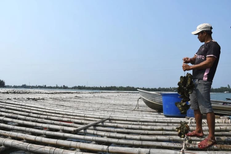 Thu tiền tỷ từ nuôi biển