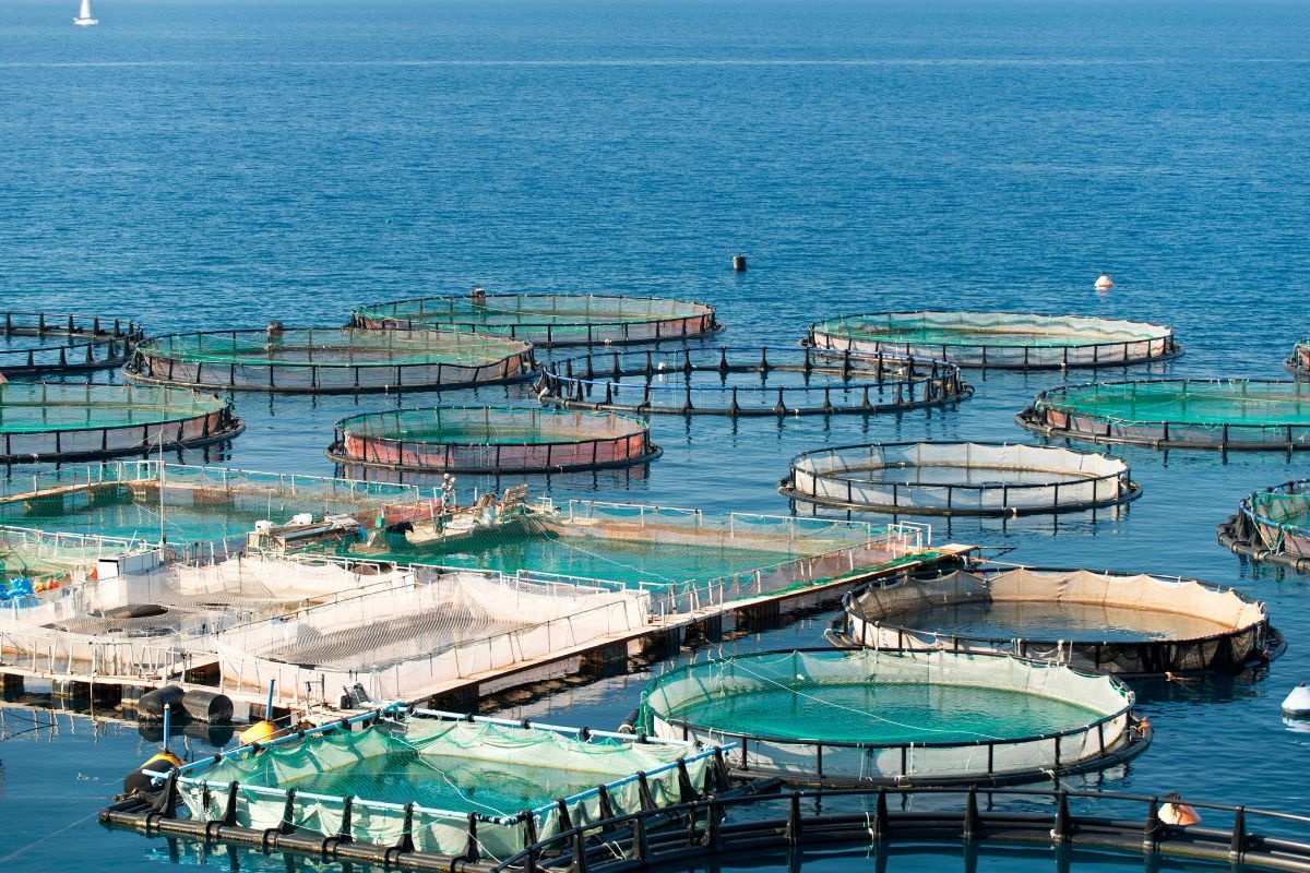 Phát triển nuôi biển công nghiệp bền vững đảm bảo an ninh lương thực và bảo tồn đại dương