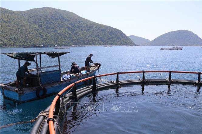 Đây là đầm nước mặn lớn ngoài khơi biển phường Nha Trang của Khánh Hòa, dân nuôi cá to bự thành công