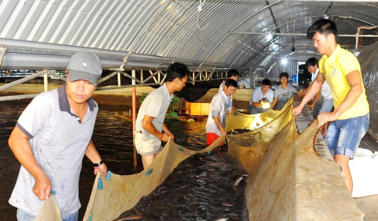 Công nghệ mở hướng mới cho nghề nuôi cá chình bông