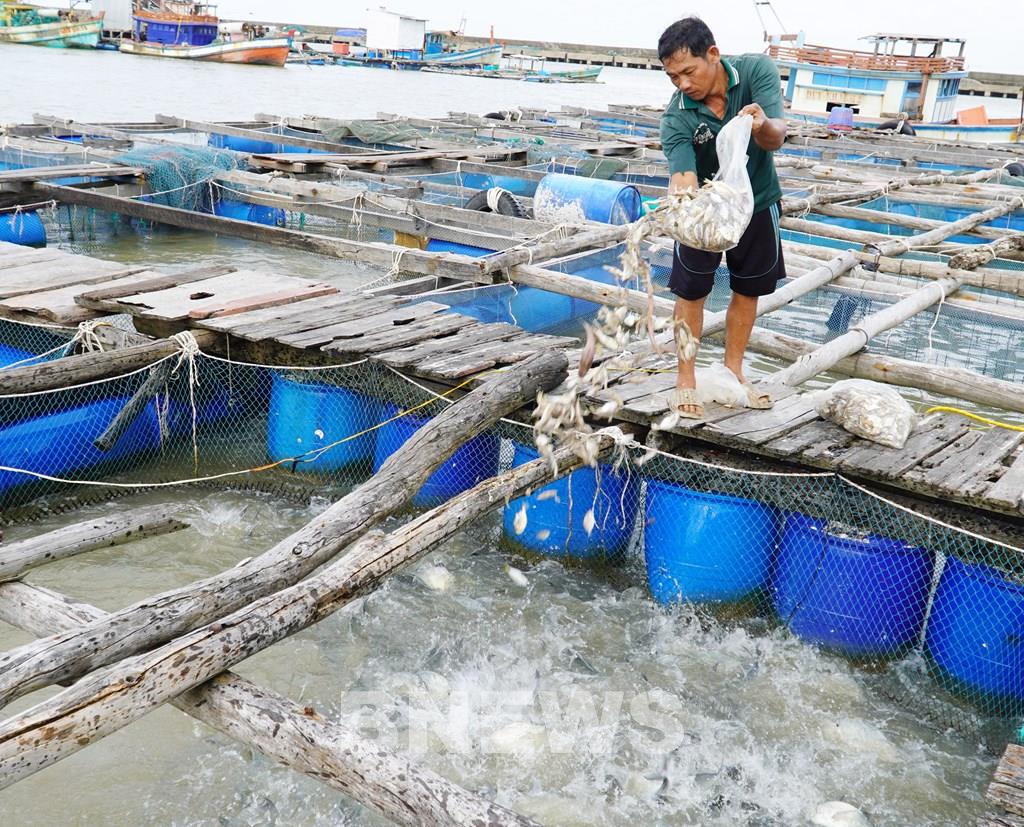 Phát triển nghề nuôi cá lồng bè biển đảo: Cần trợ lực từ vốn vay