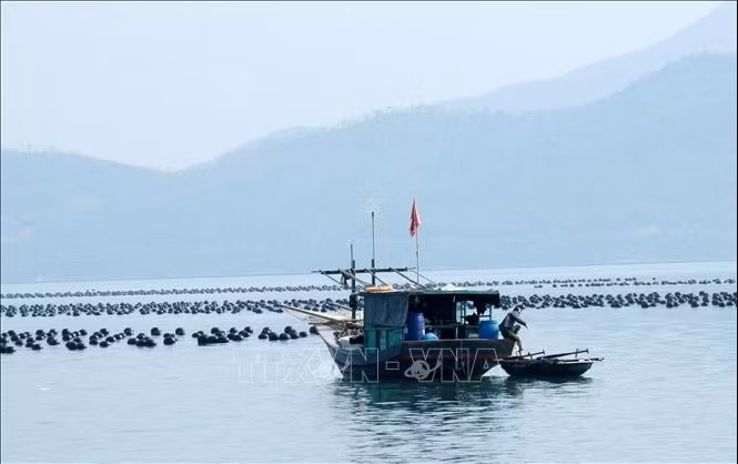 Quảng Ninh: Gỡ vướng giao mặt nước, thúc đẩy nuôi biển