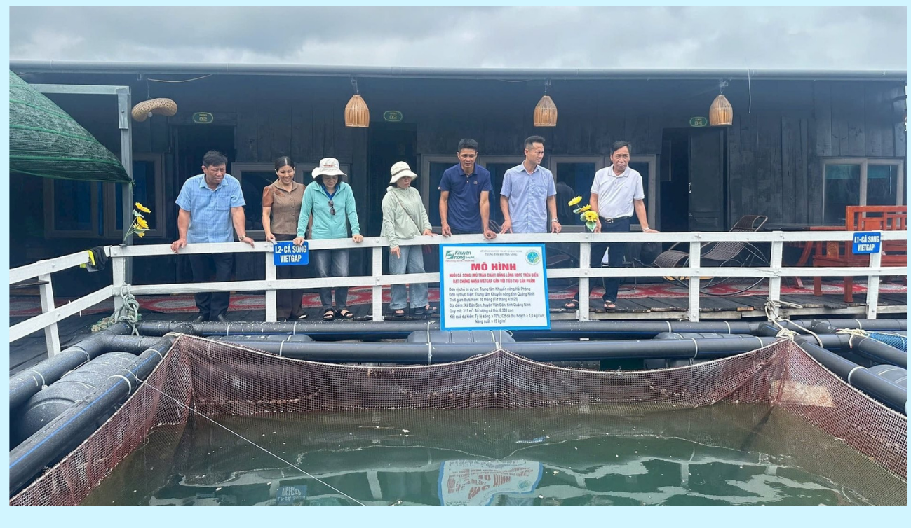 Nuôi cá lồng bè bền vững trên vùng biển Cát Hải