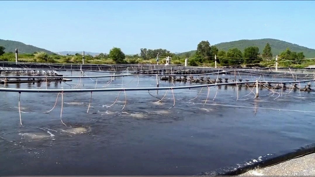 Khai thác tiềm năng từ mô hình nuôi trồng thủy sản công nghệ cao