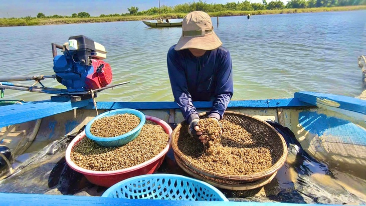 Theo con nước sông Trà Khúc săn đặc sản don nổi tiếng cả nước