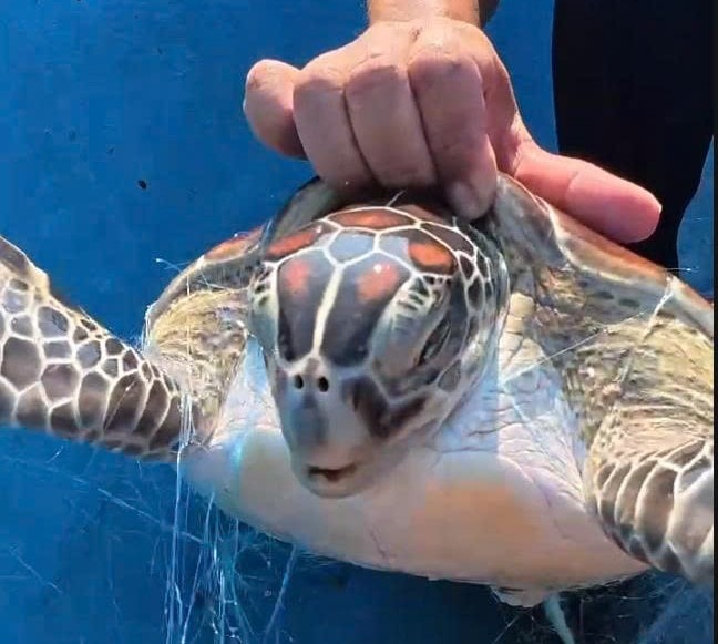 Ngư dân Liên Hương thả rùa quý hiếm mắc lưới về biển