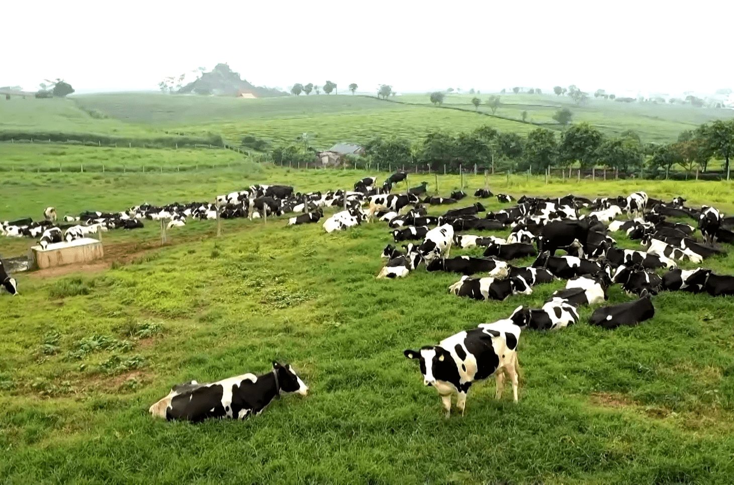 Báo cáo tổng quan ngành Chăn nuôi Việt Nam giai đoạn 2018 - 2023