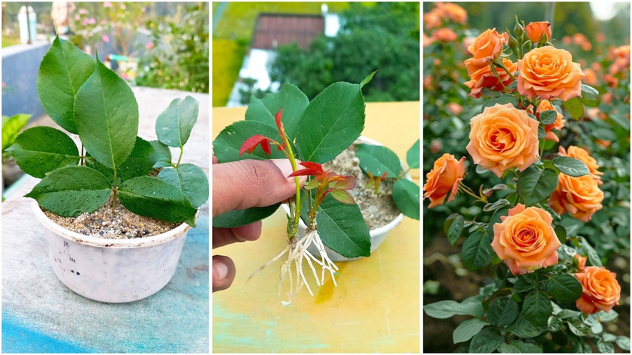 Cách trồng hoa hồng trong chậu: 8 bước ra hoa đẹp, dễ làm