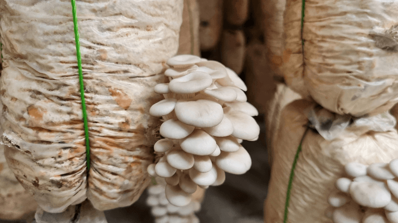 Cách trồng nấm bào ngư đúng kỹ thuật và hiệu quả kinh tế cao