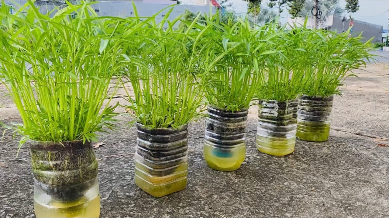 Cách trồng rau thủy canh bằng chai nhựa tại nhà: Hướng dẫn từ A đến Z