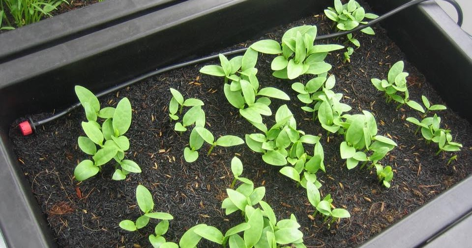 Gói hạt giống là gì? Thông tin thường có trên gói hạt giống gồm những gì?