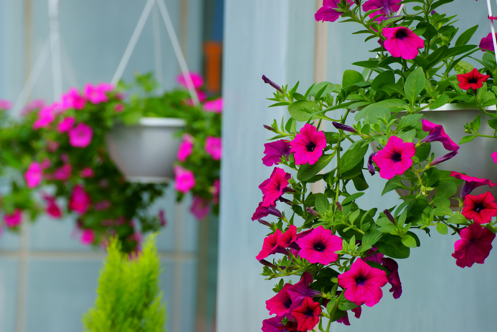 Top 10 hạt giống Hoa dễ trồng tại nhà bạn không thể bỏ qua