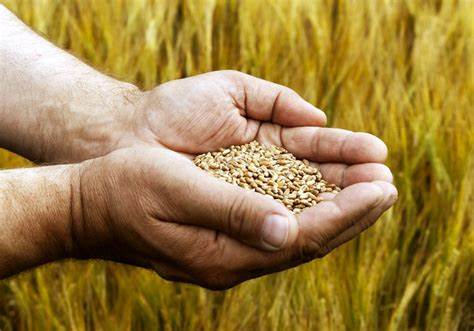 Hạt giống hữu cơ là gì? So sánh hạt giống hữu cơ và hạt giống thông thường