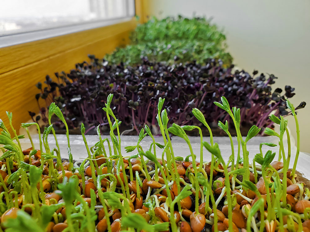 Hạt giống rau mầm là gì? Top 10 loại hạt rau mầm dễ trồng, thu hoạch nhanh