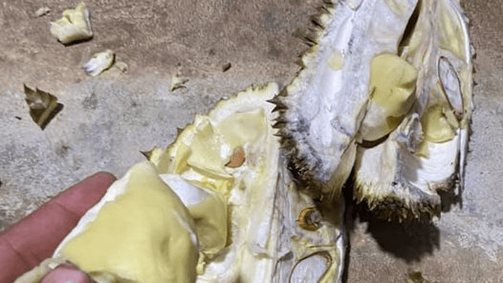 Sầu riêng sượng là gì? 5 cách khắc phục sầu riêng bị sượng hiệu quả