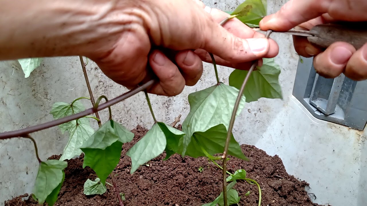 Top 10 các loại rau trồng không cần hạt dễ trồng cho năng suất cao