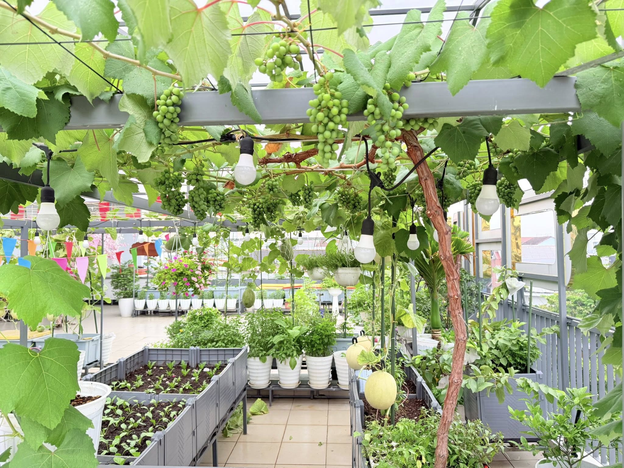 10 mẹo trồng rau sạch trên sân thượng chịu nắng gắt