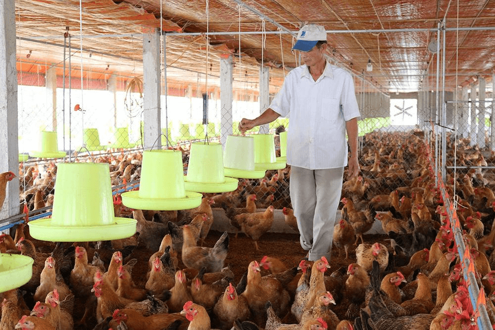 Báo cáo tổng quan ngành Chăn nuôi Việt Nam giai đoạn 2018 - 2023