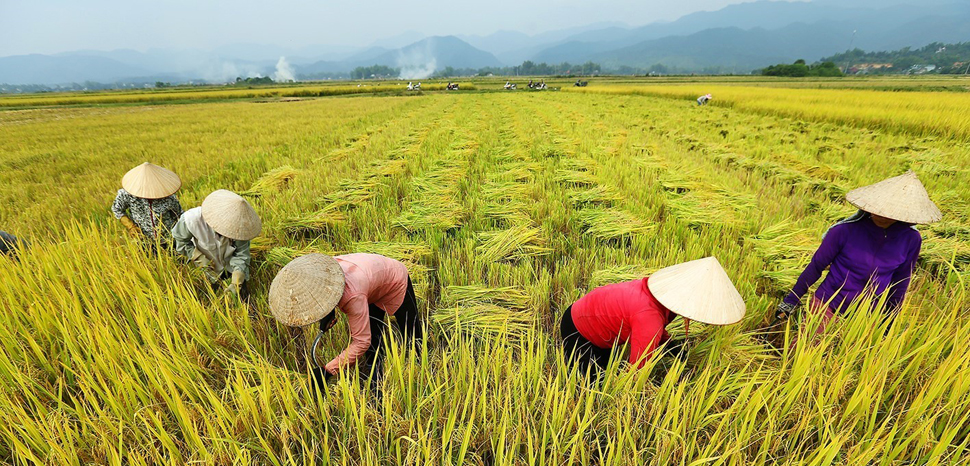 Báo cáo tổng quan ngành Nông nghiệp Việt Nam giai đoạn 2018 - 2023
