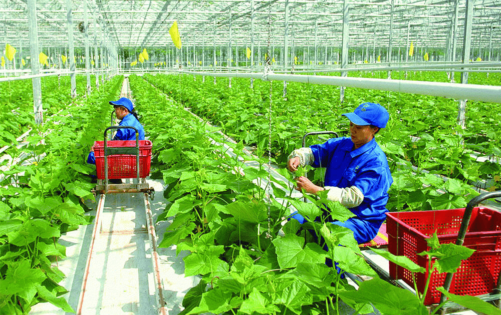 Báo cáo tổng quan ngành Nông nghiệp Việt Nam giai đoạn 2018 - 2023