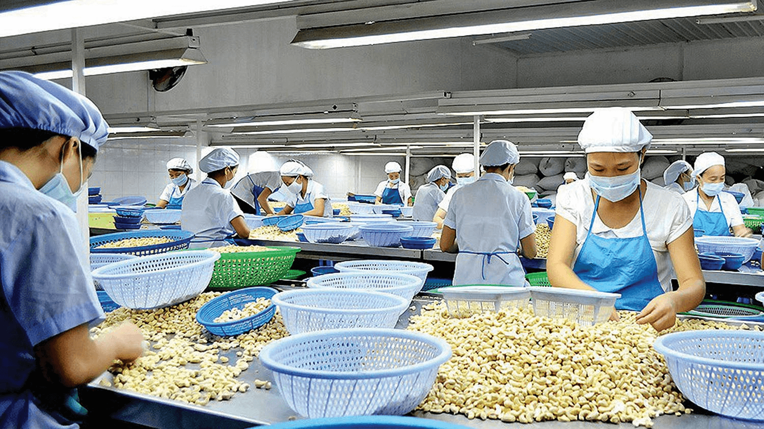Báo cáo tổng quan xuất khẩu hạt điều Việt Nam 6 tháng đầu năm 2024