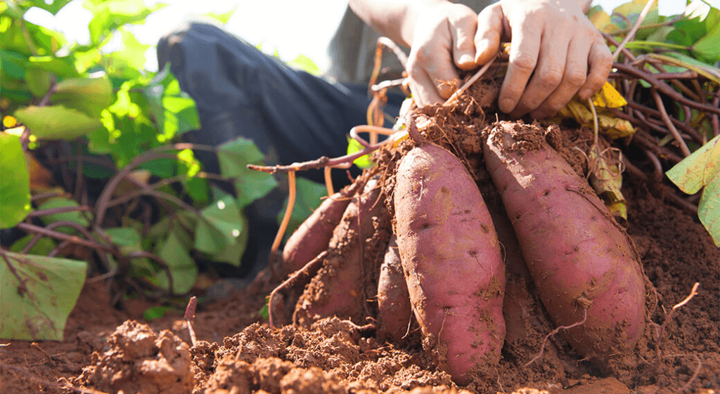 Cách trồng khoai lang năng suất cao và hiệu quả kinh tế
