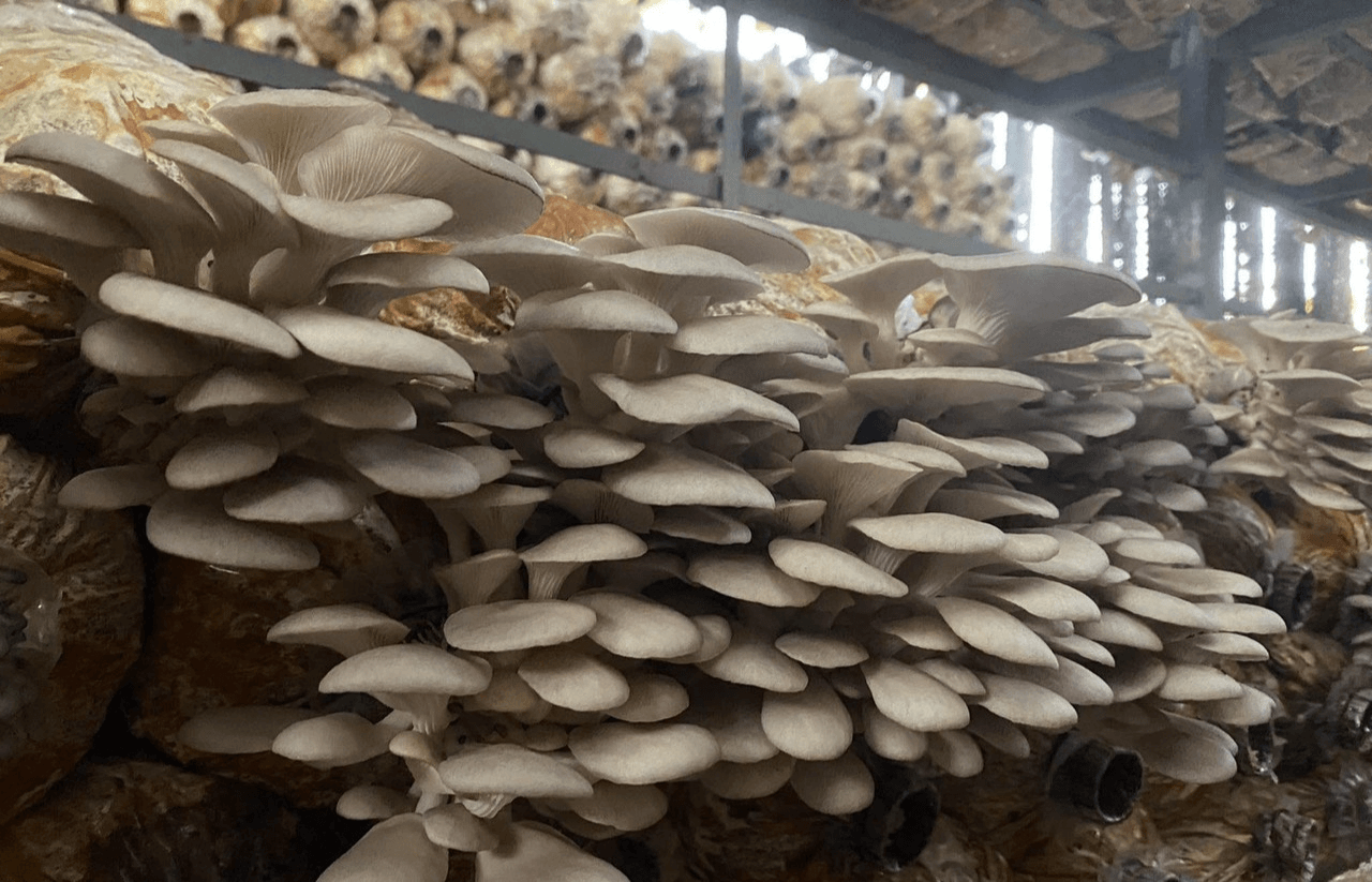 Cách trồng nấm bào ngư đúng kỹ thuật và hiệu quả kinh tế cao