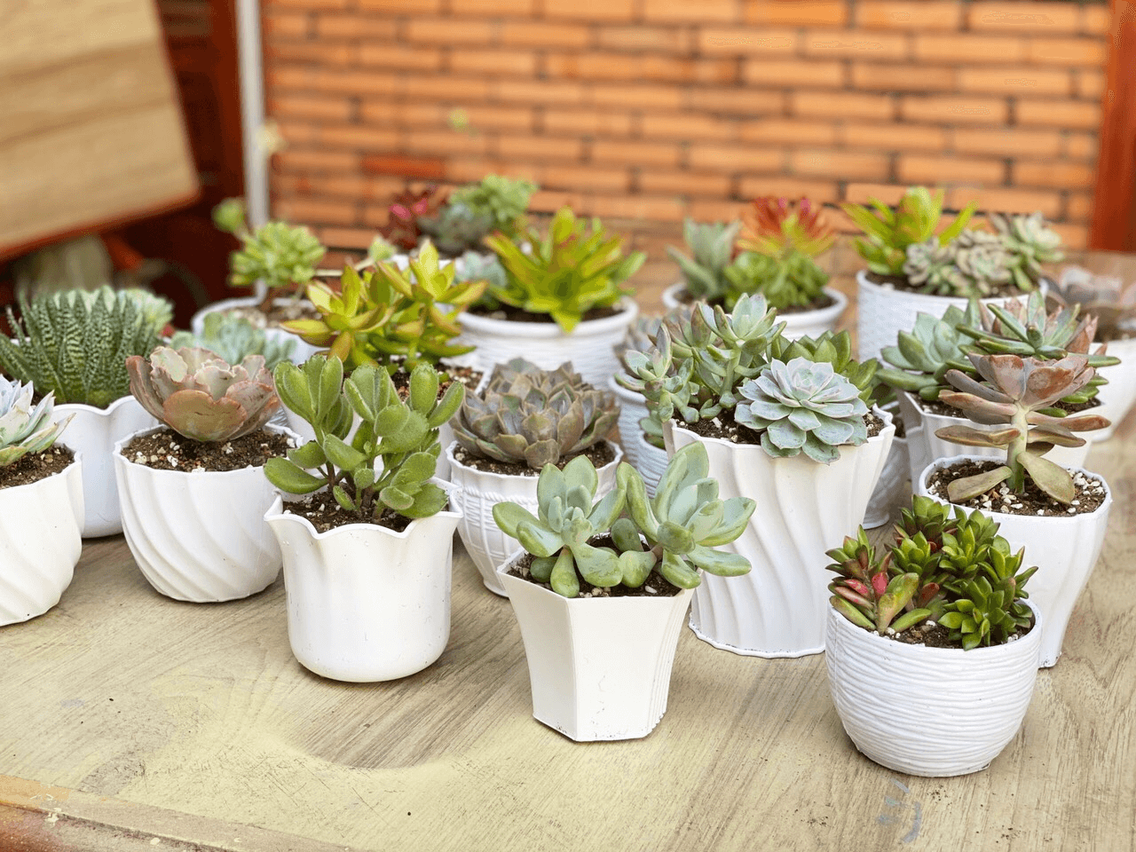 Cách trồng sen đá khi mới mua về chăm sóc đúng cách và hiệu quả