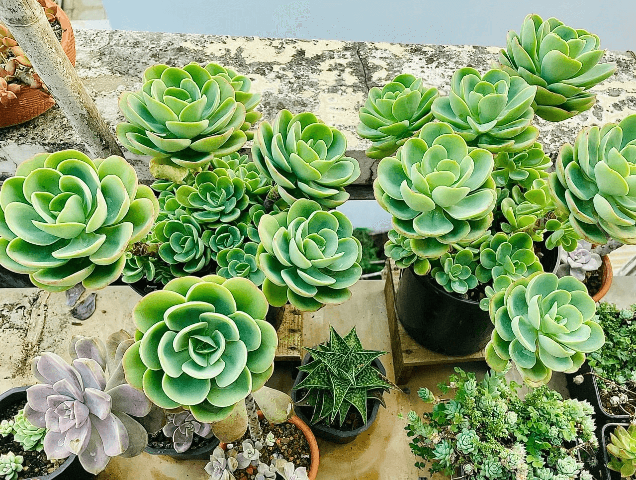 Cách trồng sen đá khi mới mua về chăm sóc đúng cách và hiệu quả