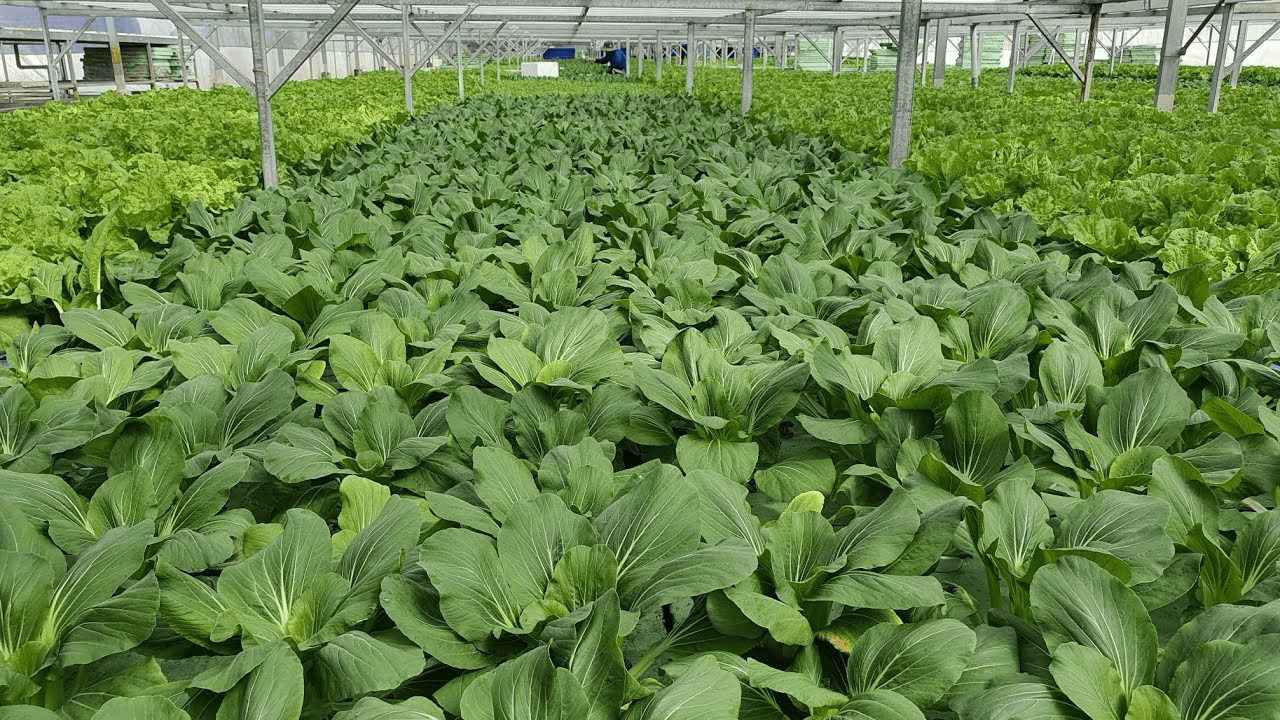 Cây cải xanh bắt đầu được bón thúc vào lúc nào?