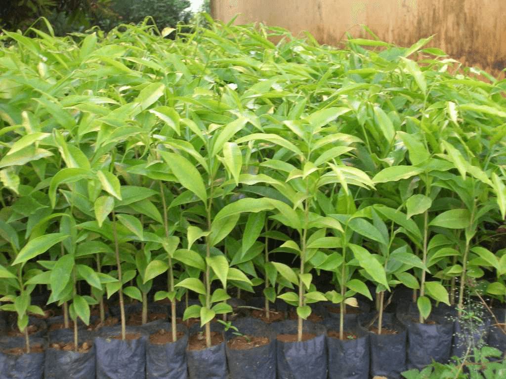 Có mấy phương pháp chọn giống cây trồng?