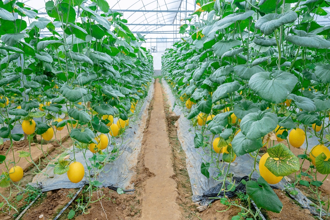 Chăm sóc dưa lưới Huỳnh Long