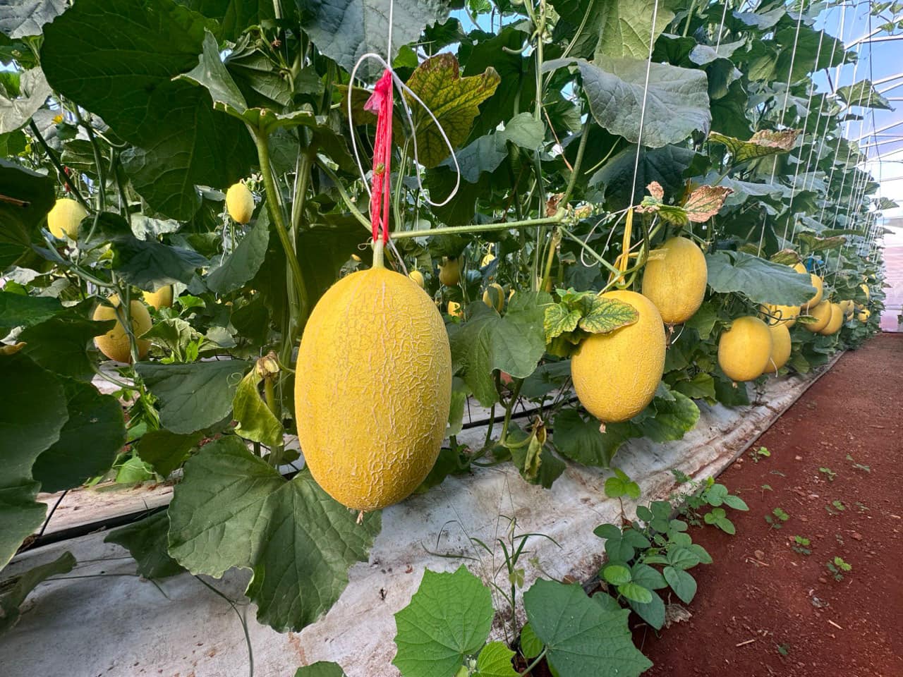 Kỹ thuật trồng dưa lưới Huỳnh Long