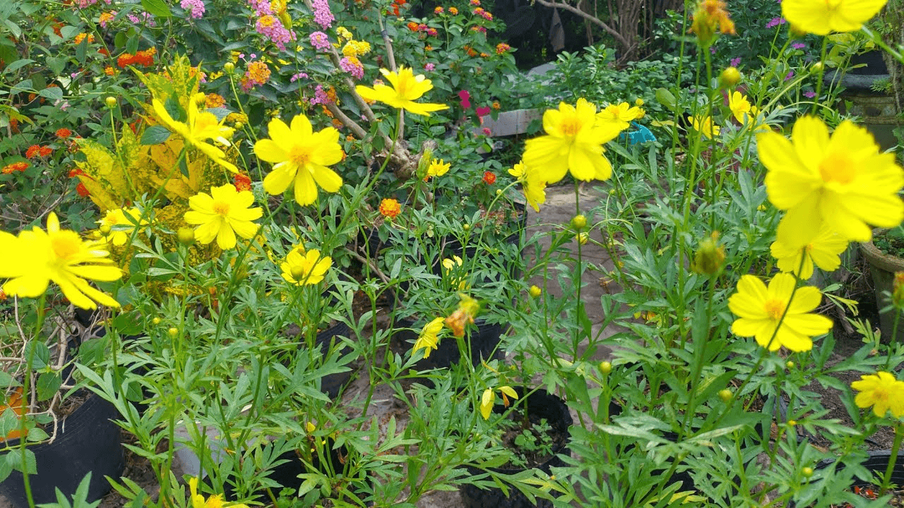 Cách trồng và chăm sóc hoa sao nhái dễ dàng tại nhà