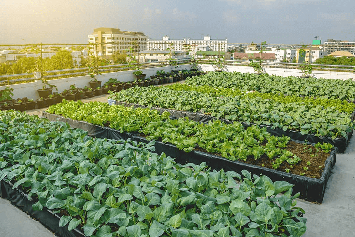 Nông nghiệp đô thị là gì?