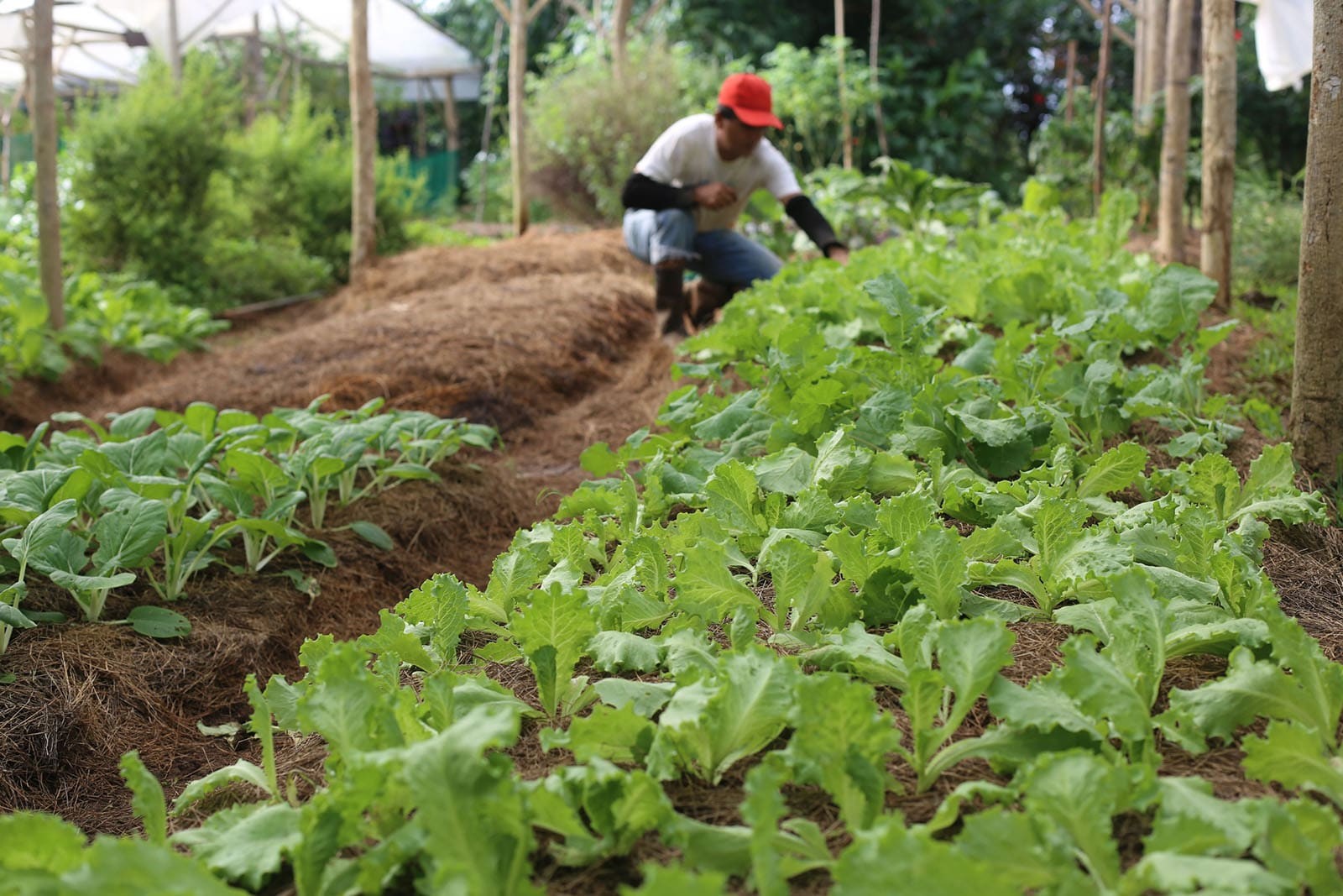 Thâm canh và bảo vệ môi trường