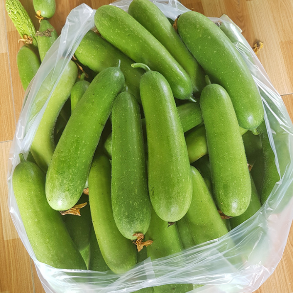 Hạt giống bí đao