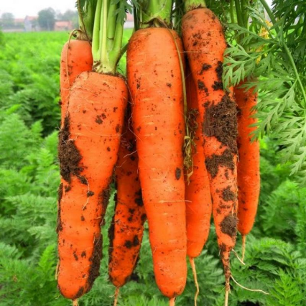 Hạt giống cà rốt