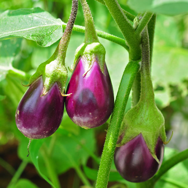 Hạt giống cà tím