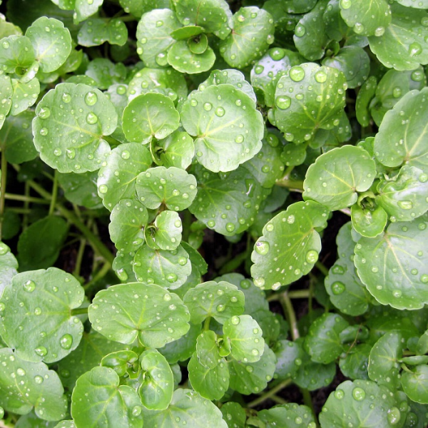 Hạt giống cải xoong - Hiệu suất vượt trội - Tăng trưởng nhanh - Giá rẻ