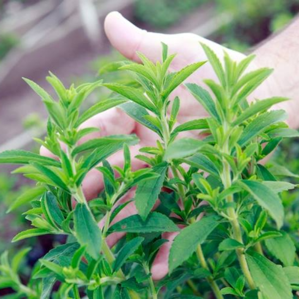 Hạt giống Cây cỏ ngọt
